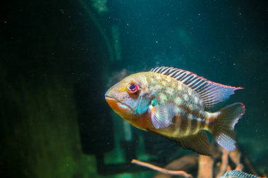 Gerçek Papağan Cichlid 'in çocuğu (Hoplarchus psittacus)