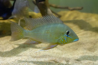 Xingu nehrinden geophagus argyrostictus nadir eartheater çiklit
