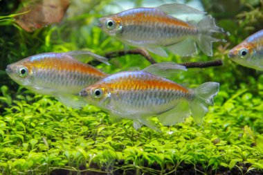 Kongo tetra (Phenacogrammus interruptus) Kongo nehri, Afrika güzel süs balığı. Ekilen Tank'ta mutluluk yaşamak