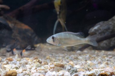 Xingu nehrinden Geophagus argyrostictus nadir eartheater çiklit juvenil