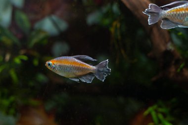 Kongo tetra (Phenacogrammus interruptus) Kongo nehri, Afrika güzel süs balığı