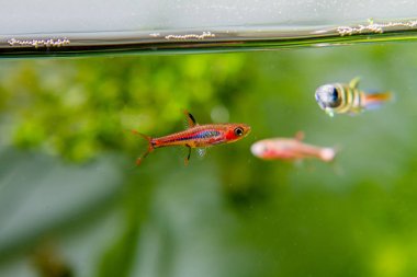 Sivrisinek Rasbora (Boraras brigittae) Borneo güzel Endemik Süs balığı