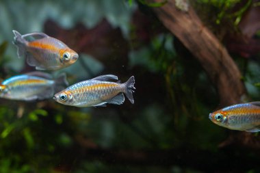 Kongo tetra (Phenacogrammus interruptus) Kongo nehri, Afrika güzel süs balığı