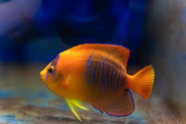 Tutsak Bred Clarion Angelfish (Holacanthus clarionensis)