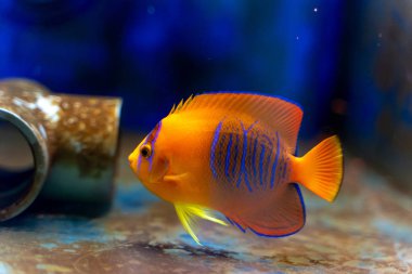 Tutsak Bred Clarion Angelfish (Holacanthus clarionensis)