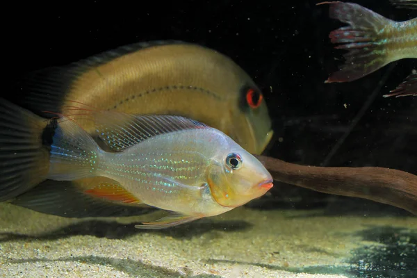 Threadfin Acara Acarichthys Heckelii Beautiful Ornamental Fish Amazon — Stock Photo, Image
