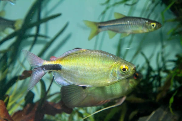 African Longfin Tetra Bryconalestes Longipinnis Klasyczna Ryba Ozdobna Nigerii — Zdjęcie stockowe