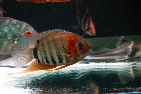 Red Shoulder Severum Heros Efasciatus Beautiful Ornamental Fish Amazon — Stock Photo, Image