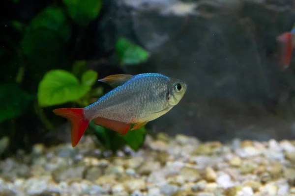 Kolombiya Tetra Hyphessobrycon Columbianus Kolombiya Güzel Süs Balığı — Stok fotoğraf