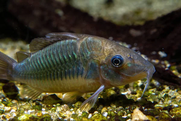 Smaragd Brochis Corydoras Splendens Zierfische Aus Dem Amazonasfluss — Stockfoto