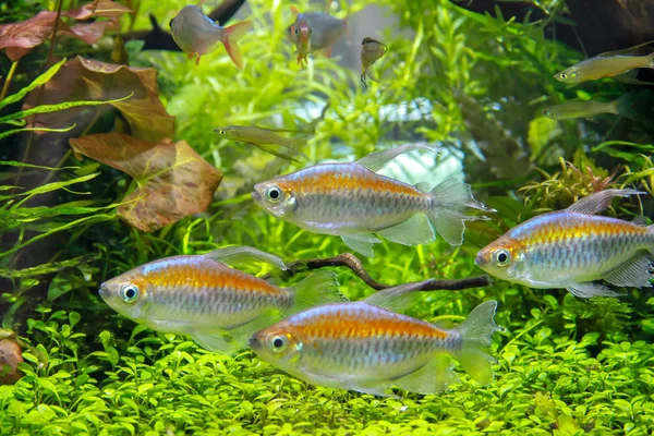 Kongo Tetra Phenacogrammus Interruptus Kongo Nehri Afrika Güzel Süs Balığı — Stok fotoğraf