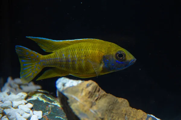 Nkhomo Benga Pfau Oder Gelber Pfauenbuntbarsch Aulonocara Baenschi Endemische Fische — Stockfoto