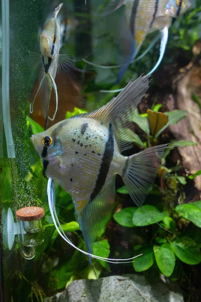 Ange Sauvage Pérou Altum Angelfish Pterophyllum Scalare — Photo