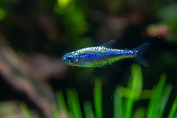 Platinum Green Neon Fish Paracheirodon Simulans Rare Variant Beautiful Small — Stock Photo, Image