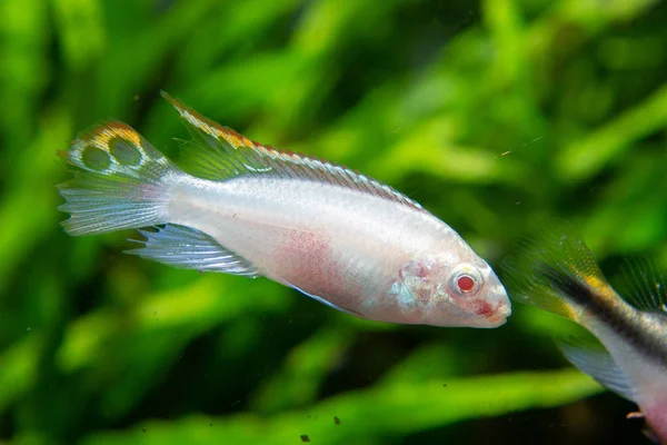 Costilla Común Albina Pelvicachromis Pulcher Var Albino Hermosos Peces Ornamentales Imagen de archivo