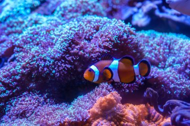 Ocellaris Clownfish (Amphiprion ocellaris) Tüylü Mantar ile kalmak