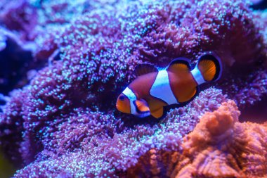 Ocellaris Clownfish (Amphiprion ocellaris) Tüylü Mantar ile kalmak