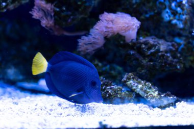 Mor Tang (Zebrasoma xanthurum) resif tankında yemek için yosun bulma