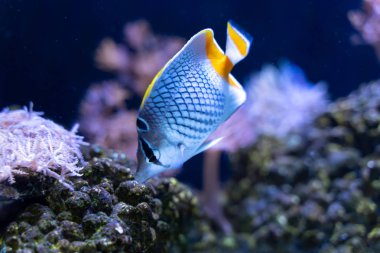Pearlscale Butterflyfish (Chaetodon xanthurus) resif tankıyüzme