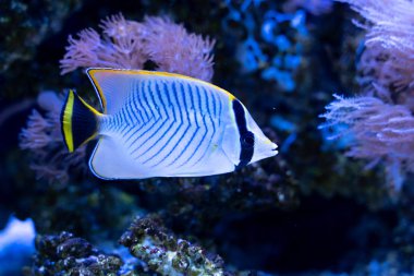 Chevron butterflyfish (Chaetodon trifascialis) resif tankı yüzme