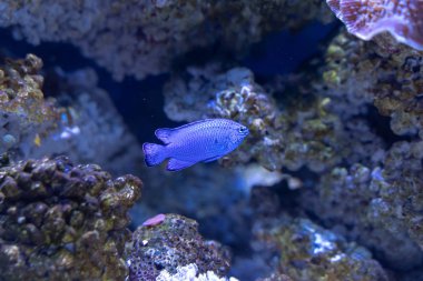 Mavi Damselfish (Chrysiptera cyanea) resif tankıyüzme