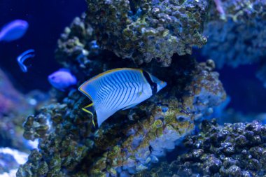 Chevron butterflyfish (Chaetodon trifascialis) resif tankı yüzme