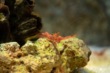 Deve Karides (Rhynchocinetes durbanensis) kaya üzerinde kalan