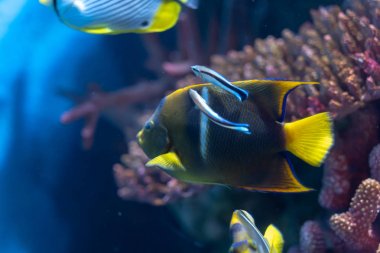 Passer Angelfish (Holacanthus passer) veya Kral Angelfish temiz wrasse tarafından temizlendi