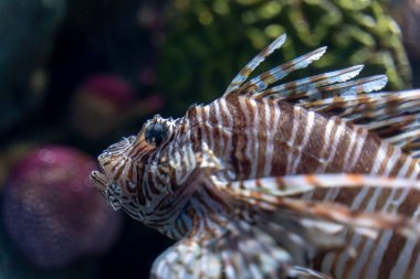 Volitan Lionfish, Renkli (Pterois volitans)