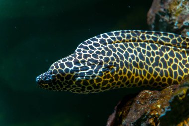 Kayada saklanan Bağcıklı moray (Gymnothorax favagineus) yakın