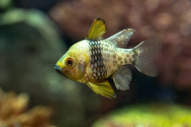 Yakın çekim Pijama Cardinalfish (Sphaeramia nematoptera)