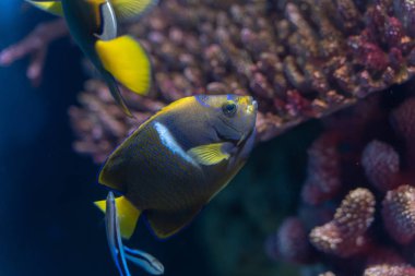 Passer Angelfish (Holacanthus passer) veya Kral Angelfish temiz wrasse tarafından temizlendi