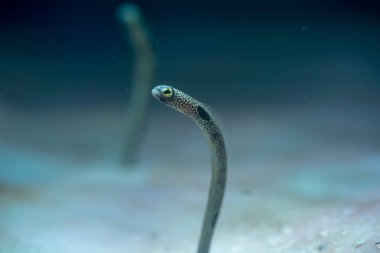 Benekli bahçe-eel yakın çekim (Heteroconger hassi)