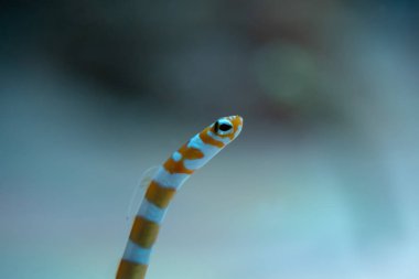 Splendid bahçe atebalığı nın yakın çekim (Gorgasia preclara)