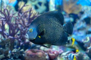 Fransız melek balığı (Pomacanthus paru) Atlantik Okyanusu'ndan büyük bir süs balığı