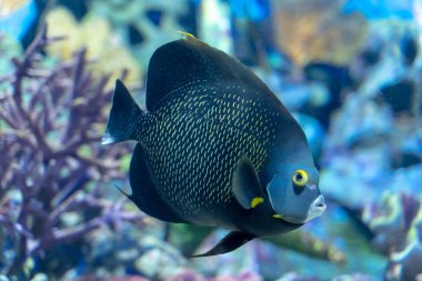 Fransız melek balığı (Pomacanthus paru) Atlantik Okyanusu'ndan büyük bir süs balığı