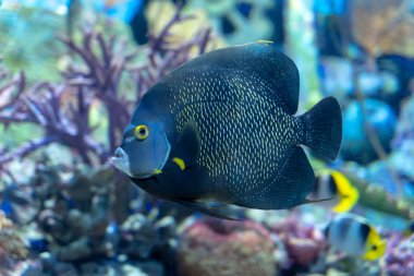 Fransız melek balığı (Pomacanthus paru) Atlantik Okyanusu'ndan büyük bir süs balığı