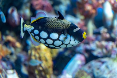 Palyaço tetikbalığı (Balistoides conspicillum) yapay mercan dekore tank yüzme