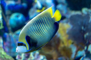 İmparator Angelfish (Pomacanthus imperator) Coral tankıyüzme
