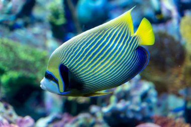 İmparator Angelfish (Pomacanthus imperator) Coral tankıyüzme