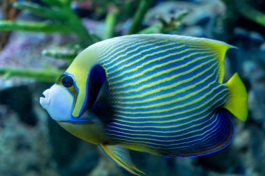 İmparator Angelfish (Pomacanthus imperator) Coral tankıyüzme