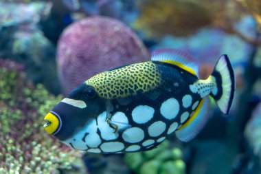 Palyaço tetikbalığı (Balistoides conspicillum) yapay mercan dekore tank yüzme