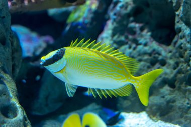 Dekore Rabbitfish (Siganus puellus) resif tankı yüzme