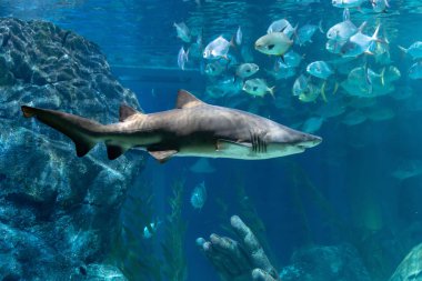 Kum kaplan köpekbalığı (Carcharias toros) akvaryum etrafında yüzme