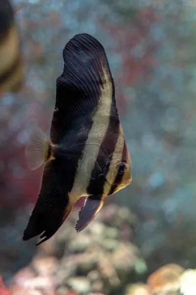 Juvenile Orbicular Batfish Platax Orbicularis — Stock Photo, Image