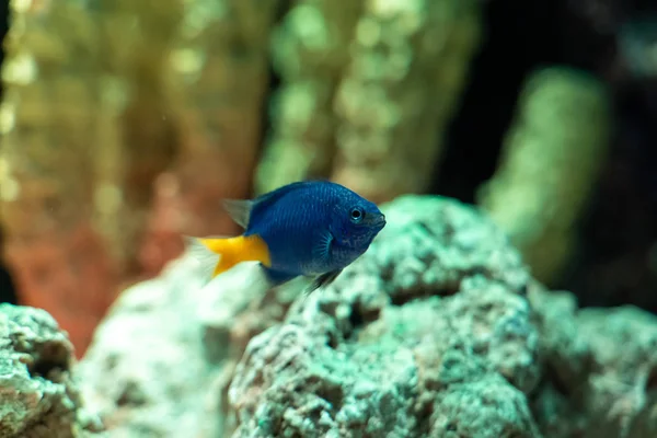 Primer Plano Damselfish Cola Amarilla Chrysiptera Parasema —  Fotos de Stock