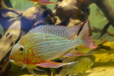 Eartheater Cichlid (Geophagus altifrons) diğer balıkile yüzme