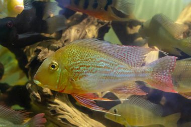 Eartheater Cichlid (Geophagus altifrons) diğer balıkile yüzme