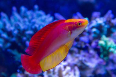 Alev Wrasse (Cirrhilabrus jordani) Hawaii Adaları endemik wrasse türü