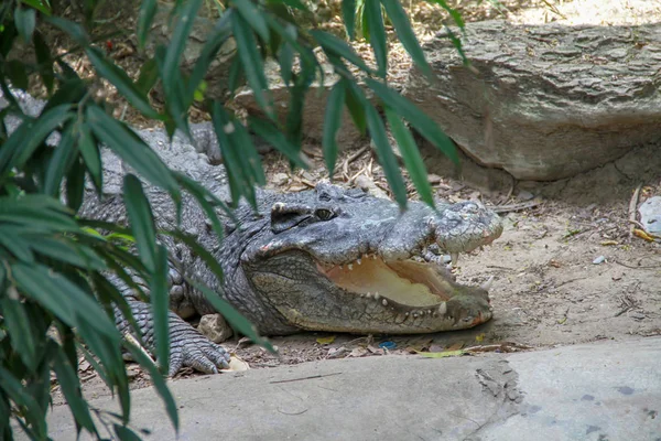 Crocodile Siamois Crocodylus Siamensis Dormant Sur Sol Souris Ouverte Pour — Photo